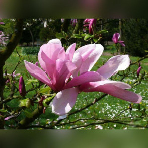 Магнолия суланжа «Галакси»