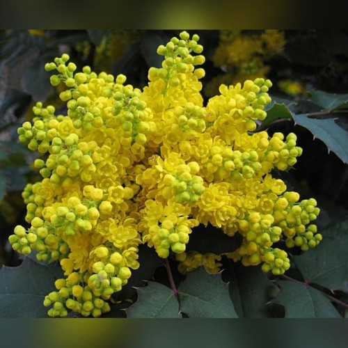 Магония падубалистная