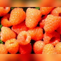 Малина «Абрикосовая»