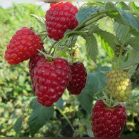 Малина «Геракл»