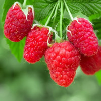 Малина «Гордость России» (средне-ранняя, не ремонтантная)