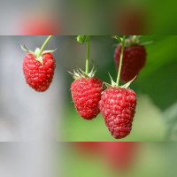 Малина «Жар Птица» ремонтантная (поздняя)