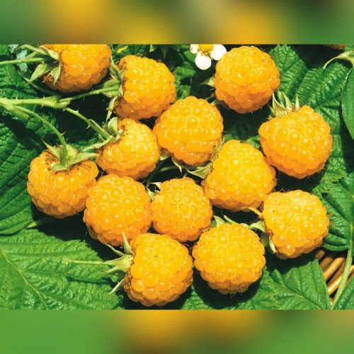 Малина «Жёлтый гигант»