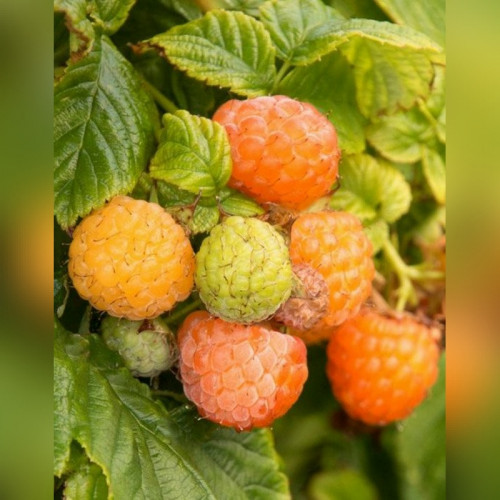 Малина «Золотые купола»