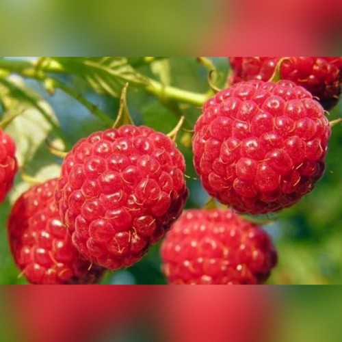 Малина «Калашник» красная (ремонтантная)