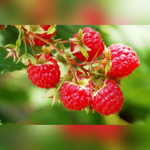 Малина «Надежда» (ранняя, не ремонтантная)