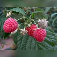 Малина «Огни Москвы» (ранняя, ремонтантная)