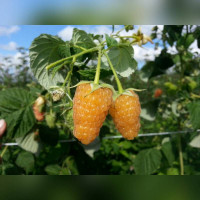 Малина «Оранжевое чудо» (средний срок, ремонтантная)