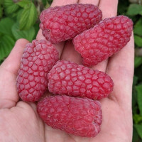 Малина «Пшехиба» (сладкая)