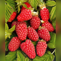 Малина «Рубиновое Ожерелье» (средний срок, ремонтантная)