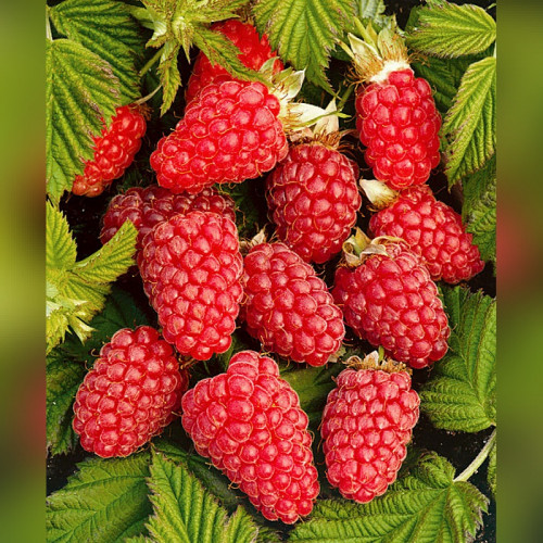 Малина «Рубиновое Ожерелье» (средний срок, ремонтантная)