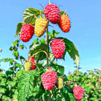 Малина «Самохвал» (поздняя, ремонтантная)