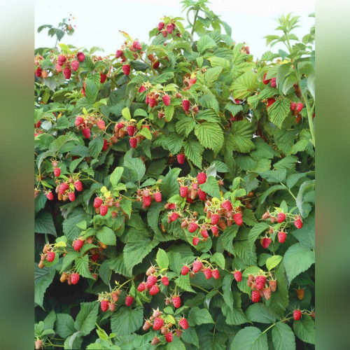 Малина «Таруса» (малиновое дерево)