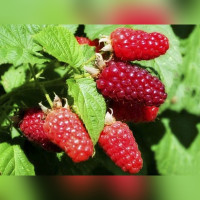 Малина «Херитейдж» (ремонтантная)