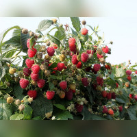 Малина «Химбо Топ» (ремонтантная)