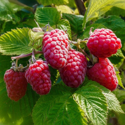 Малина «Шапка мономаха»