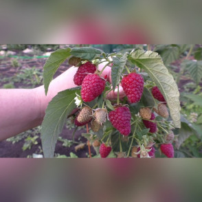 Малина Атлант