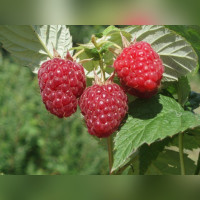 Малина Бальзам