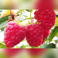 Малина Версаль