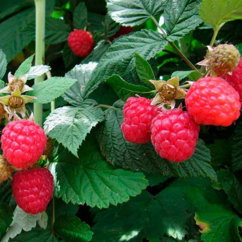 Малина Глен Ампл (Glen Ample)