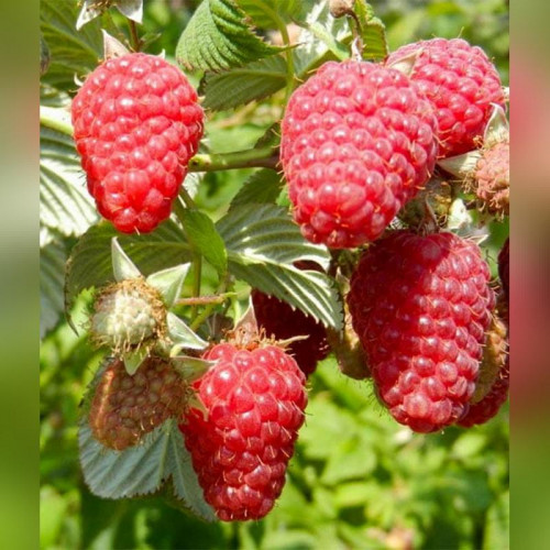 Малина Гусария