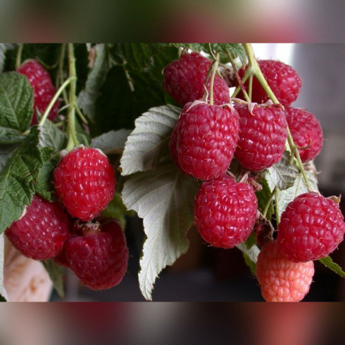 Малина Жанна Орлеанская