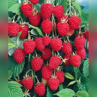 Малина Колокольчик