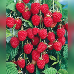 Малина Колокольчик