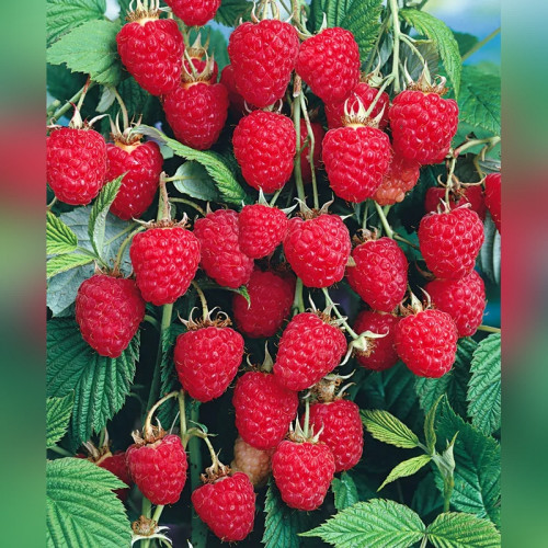 Малина Колокольчик