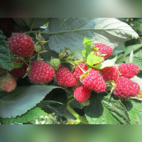 Малина Магда