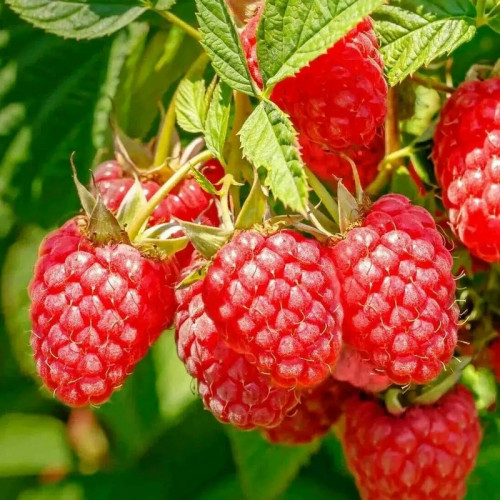 Малина Мапема