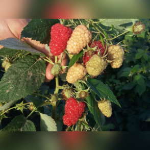 Малина Регина