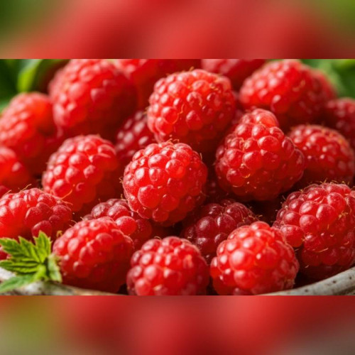 Малина Россана