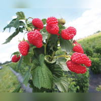 Малина Шани