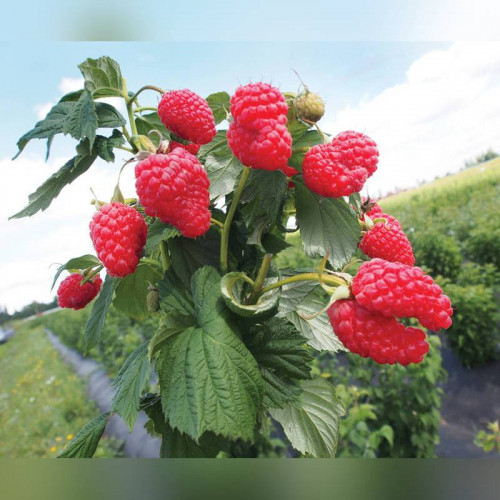 Малина Шани