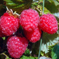 Малина красная «Гусар»