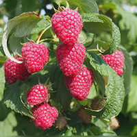 Малина ремонтантная «Красная Гвардия»