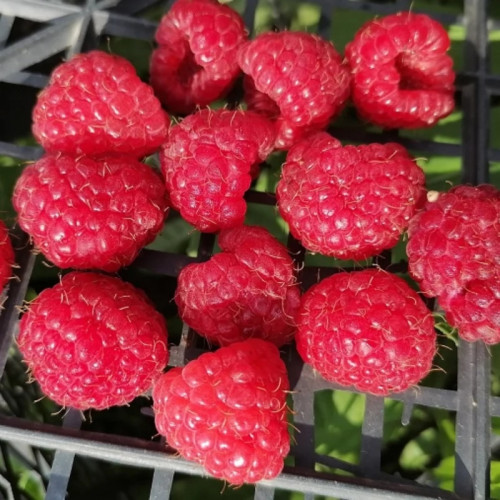 Малина ремонтантная «Яна»