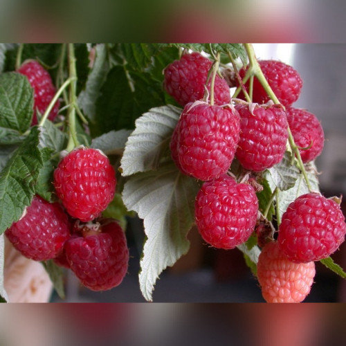 Малина ремонтантная красная «Бабье лето»