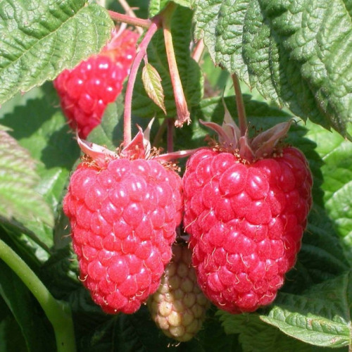 Малина ремонтантная красная «Брянское диво»