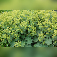 Манжетка мягкая