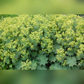 Манжетка мягкая