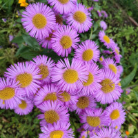 Мелколепестник «Роза июля»