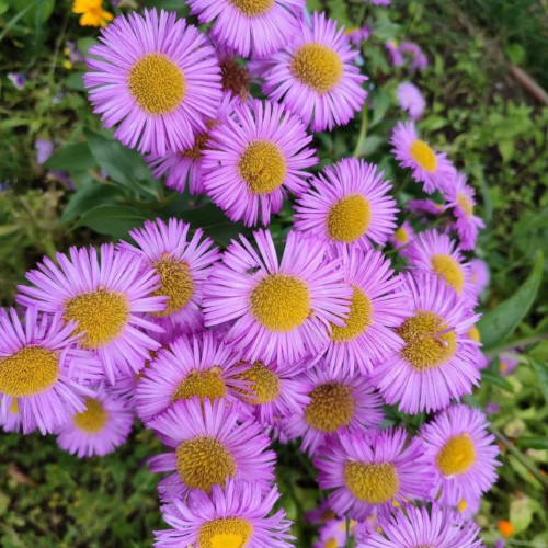 Мелколепестник «Роза июля»