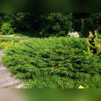 Микробиота Перекрестнопарная