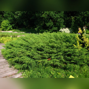 Микробиота Перекрестнопарная