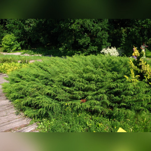 Микробиота Перекрестнопарная