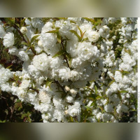 Миндаль белый на штамбе