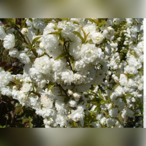 Миндаль белый на штамбе