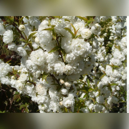 Миндаль белый на штамбе